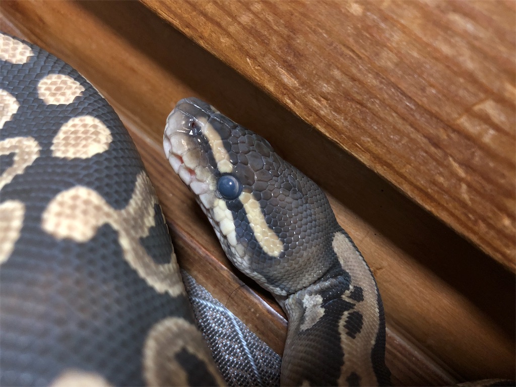 ボールパイソンの脱皮について - ひねもす