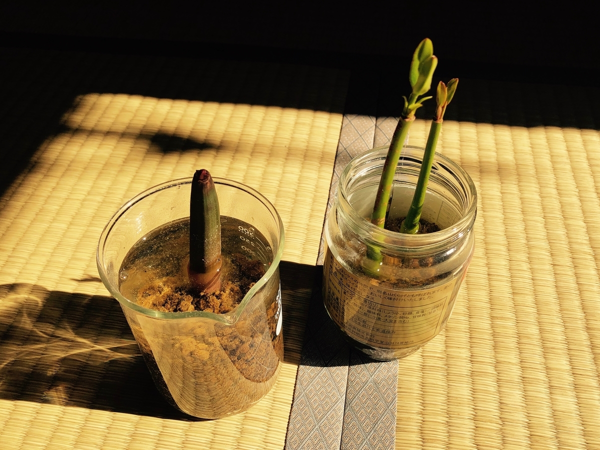 メヒルギ発芽しました ひねもす