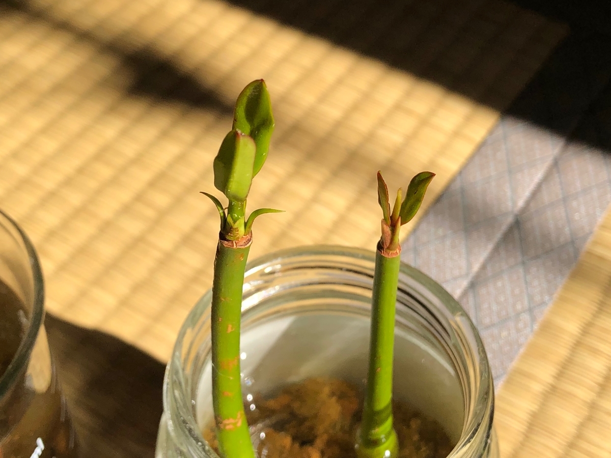 メヒルギ発芽しました ひねもす