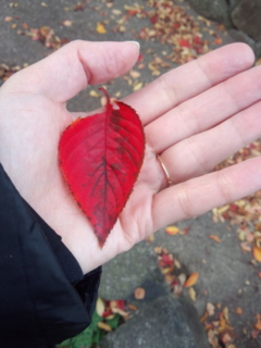 f:id:solamame:20121109080613j:image:w240