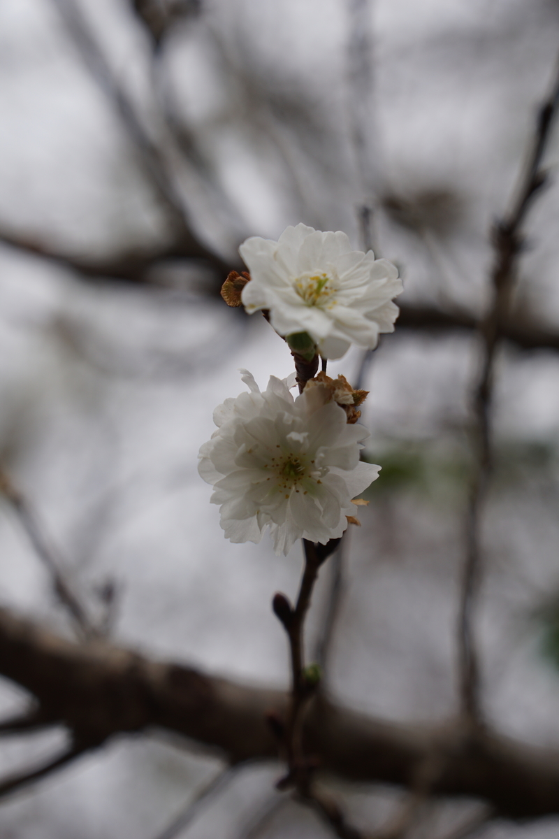 f:id:solcafe:20201102091256j:plain