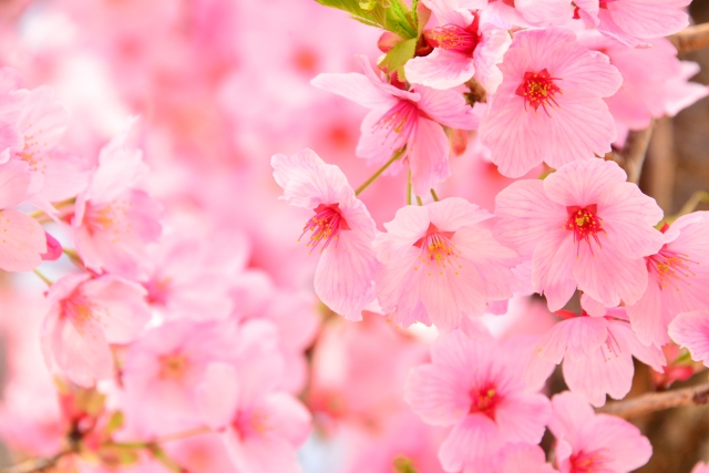 f:id:soleil_et_lune:20190424221030j:plain f:id:soleil_et_lune:20190424221030j:plain