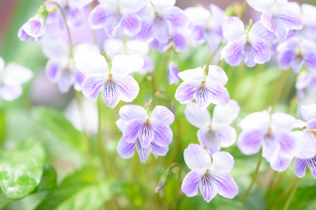 f:id:soleil_et_lune:20190424224019j:plain f:id:soleil_et_lune:20190424224019j:plain