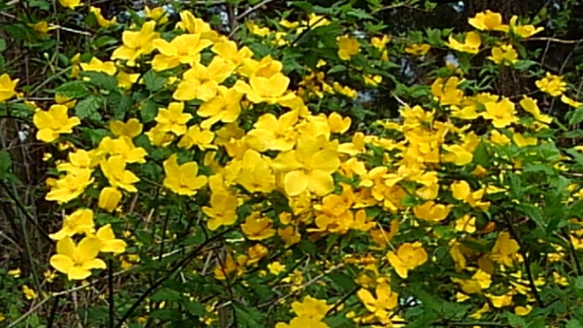 f:id:soleil_et_lune:20190430195730j:plain f:id:soleil_et_lune:20190430195730j:plain