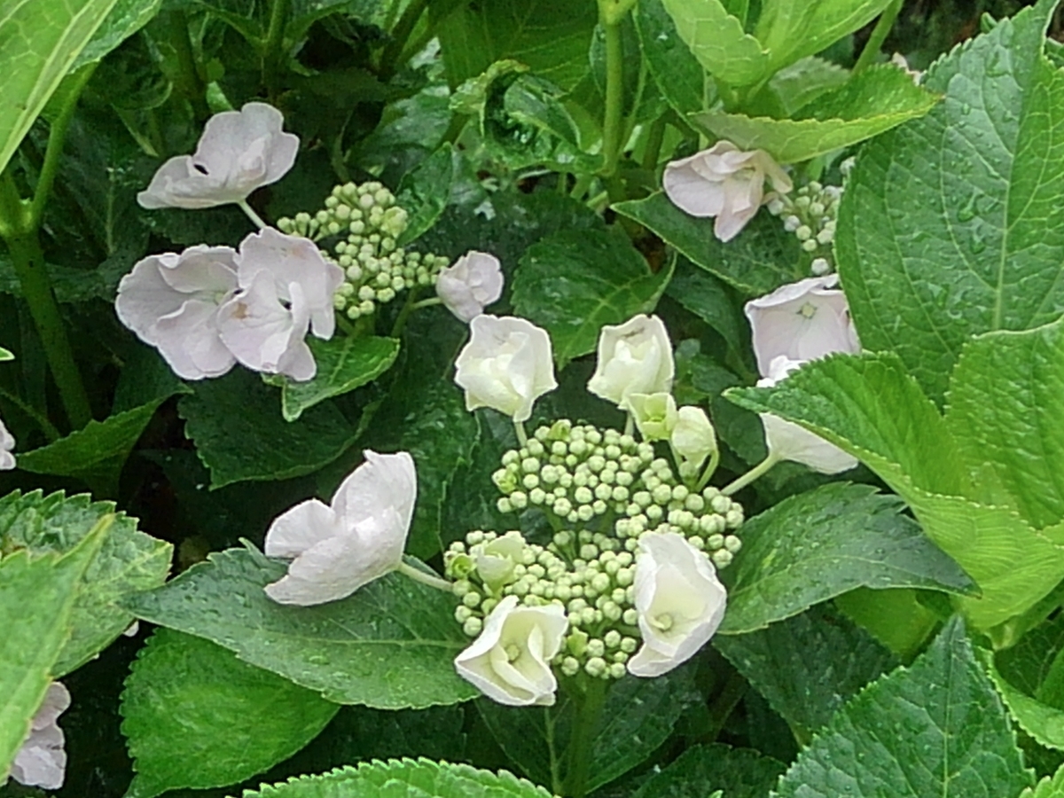 f:id:soleil_et_lune:20190722212927j:plain f:id:soleil_et_lune:20190722212927j:plain