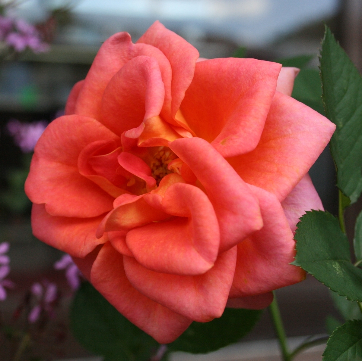 f:id:soleil_et_lune:20190928215150j:plain f:id:soleil_et_lune:20190928215150j:plain