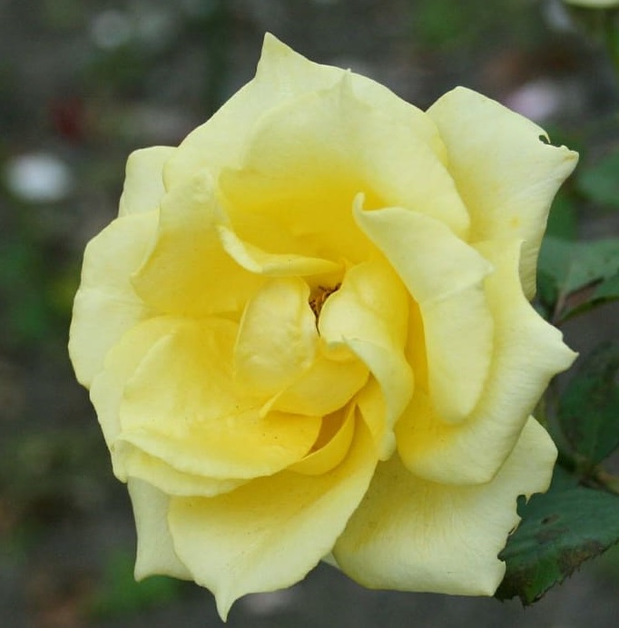 f:id:soleil_et_lune:20190928215234j:plain f:id:soleil_et_lune:20190928215234j:plain