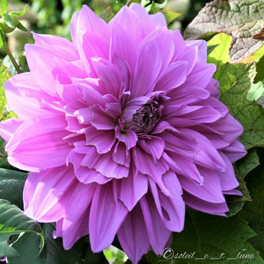 f:id:soleil_et_lune:20191010193813j:plain f:id:soleil_et_lune:20191010193813j:plain