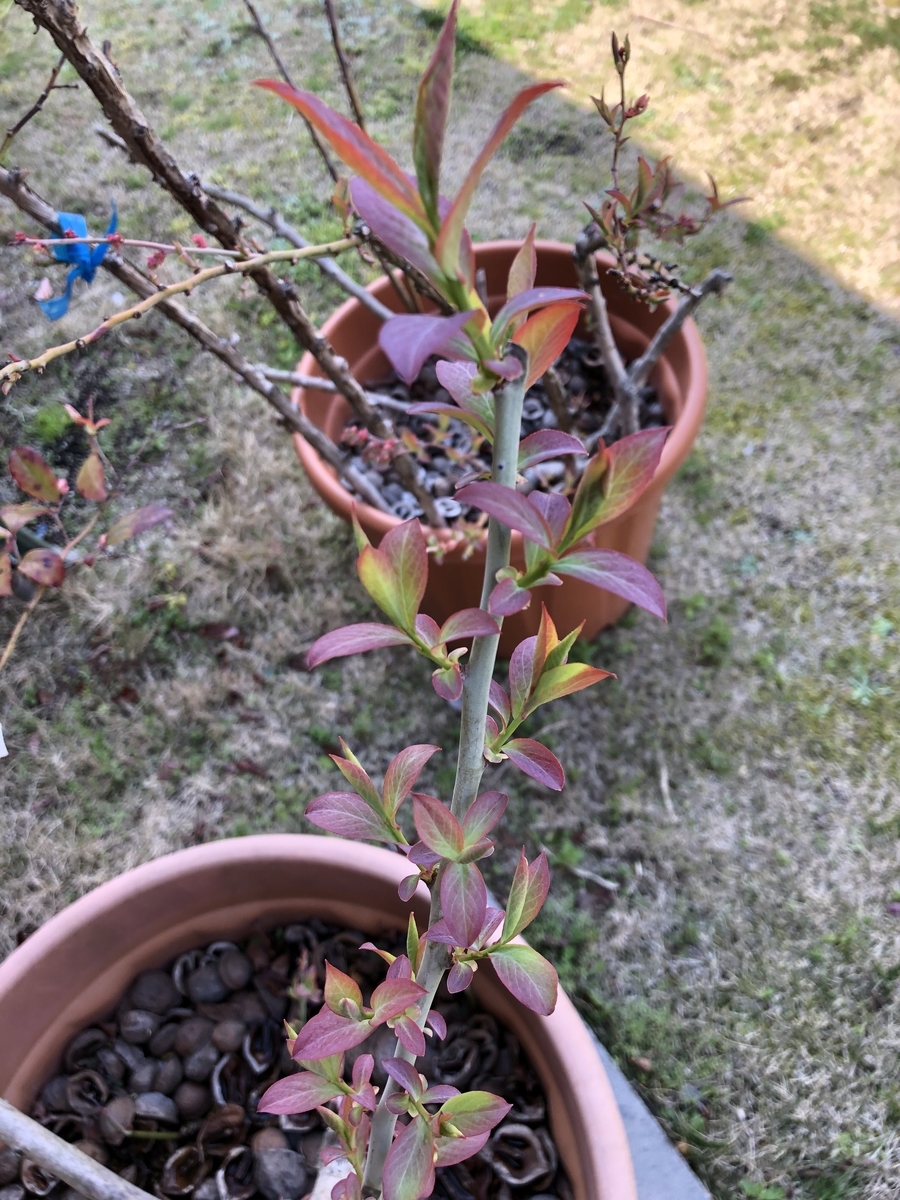 f:id:solist8:20190331132458j:plain f:id:solist8:20190331132458j:plain