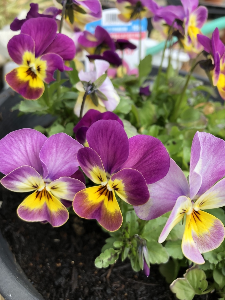 f:id:solist8:20190331132528j:plain f:id:solist8:20190331132528j:plain