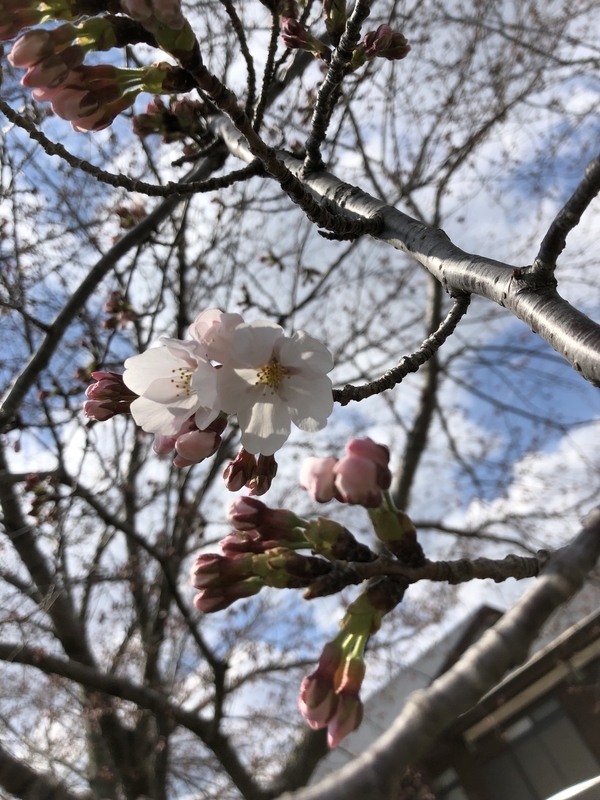 f:id:solist8:20190331132647j:plain f:id:solist8:20190331132647j:plain