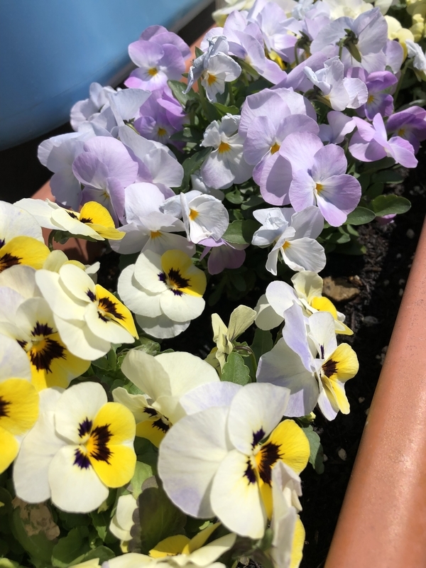 f:id:solist8:20190331132700j:plain f:id:solist8:20190331132700j:plain