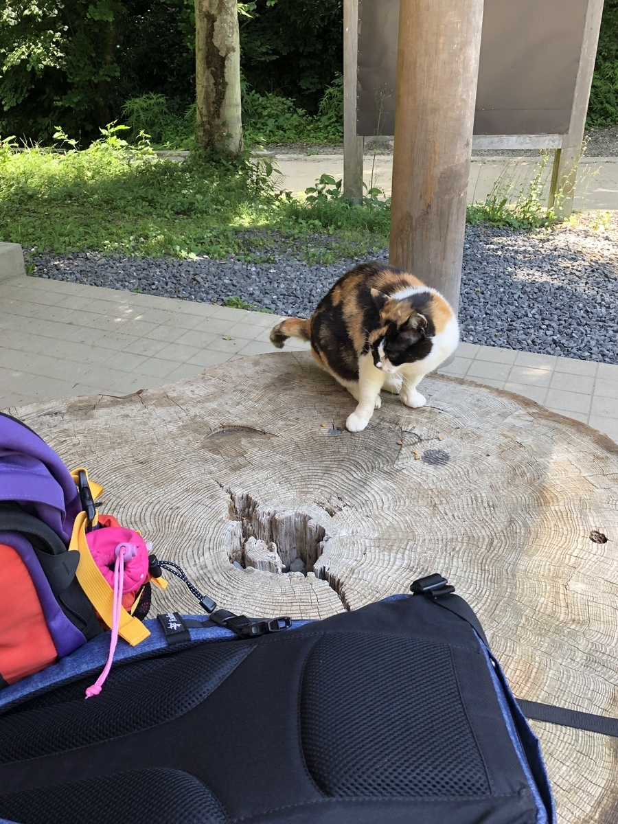 f:id:soliste:20190618175705j:plain f:id:soliste:20190618175705j:plain