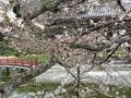 [京都旅行]宇治平等院