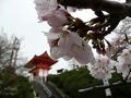 [京都旅行]清水寺