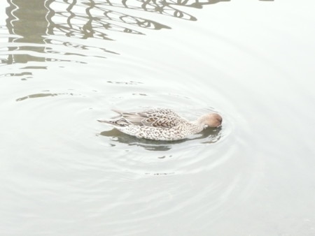f:id:solitary_shell:20090118145019j:image f:id:solitary_shell:20090118145019j:image