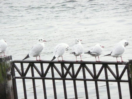 f:id:solitary_shell:20090118145119j:image f:id:solitary_shell:20090118145119j:image