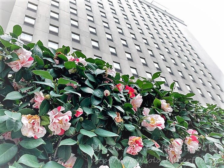f:id:solo-butterfly:20210512180624j:plain