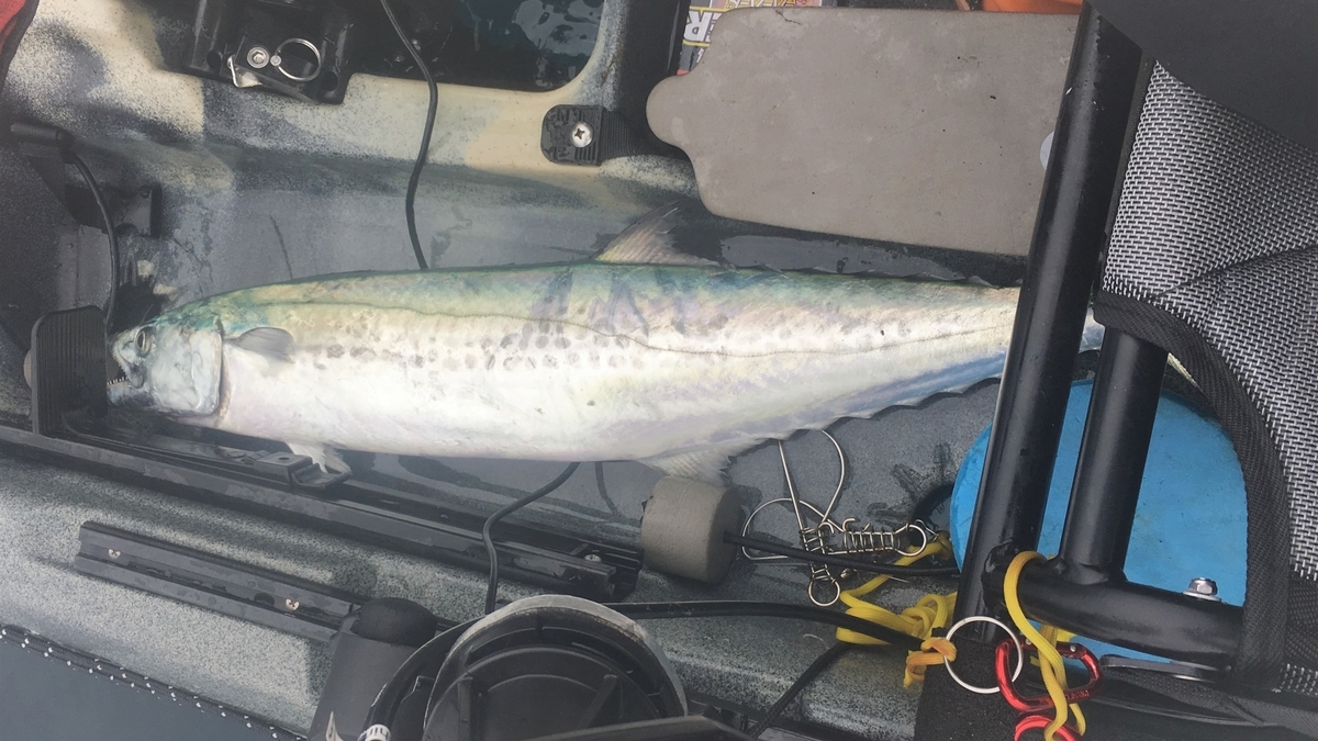 さわらサイズは何センチから が釣れた 小春日和のカヤックフィッシング 青物に会いたい