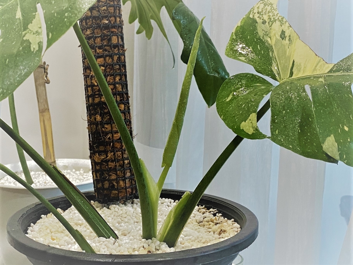 お話中】モンステラ 斑入り2