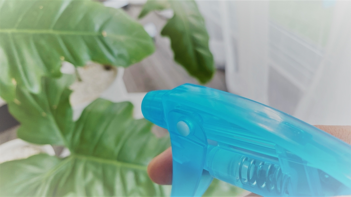 タンゴカズラを葉水で保水