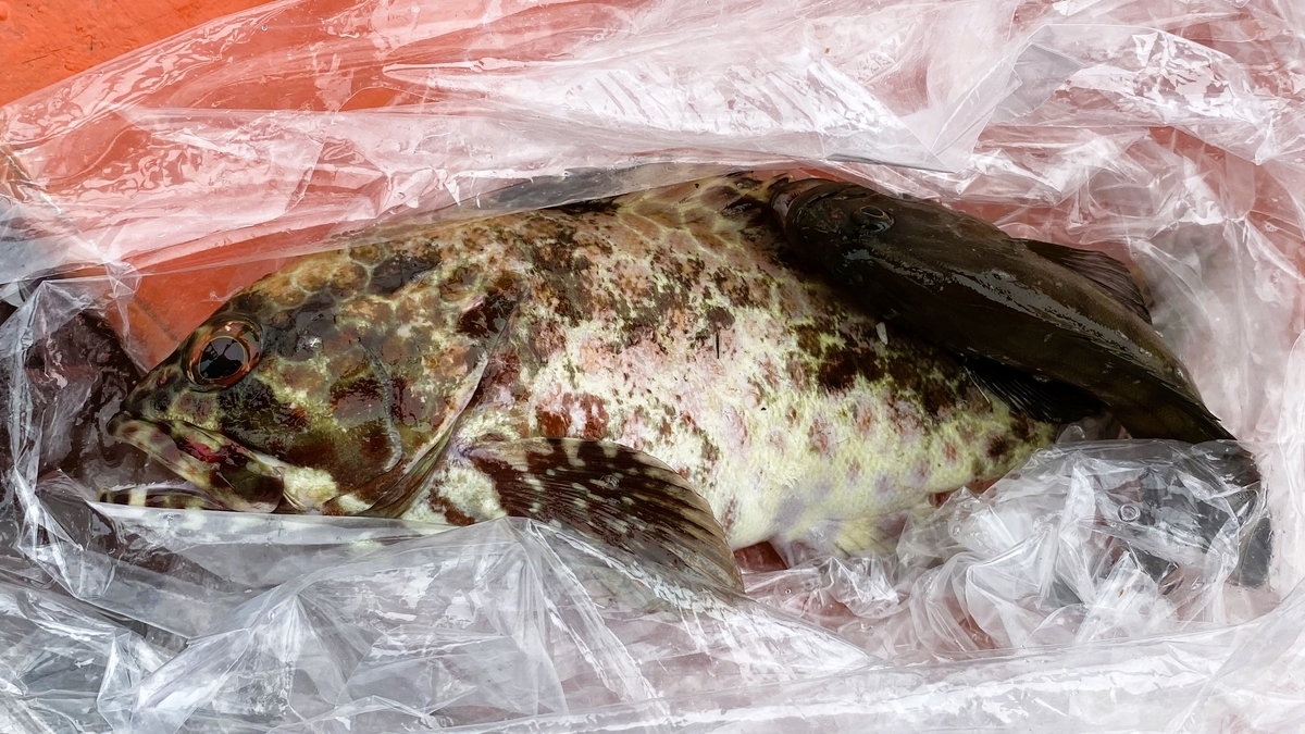 オオモンハタが釣れた！