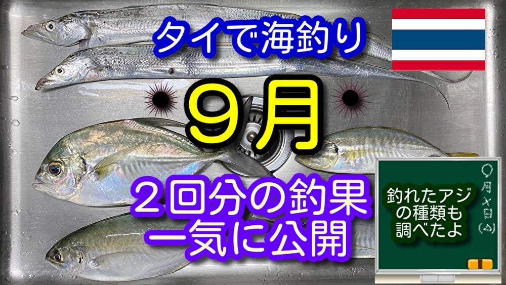 ９月のタイ海釣り。釣れるアジの種類も紹介