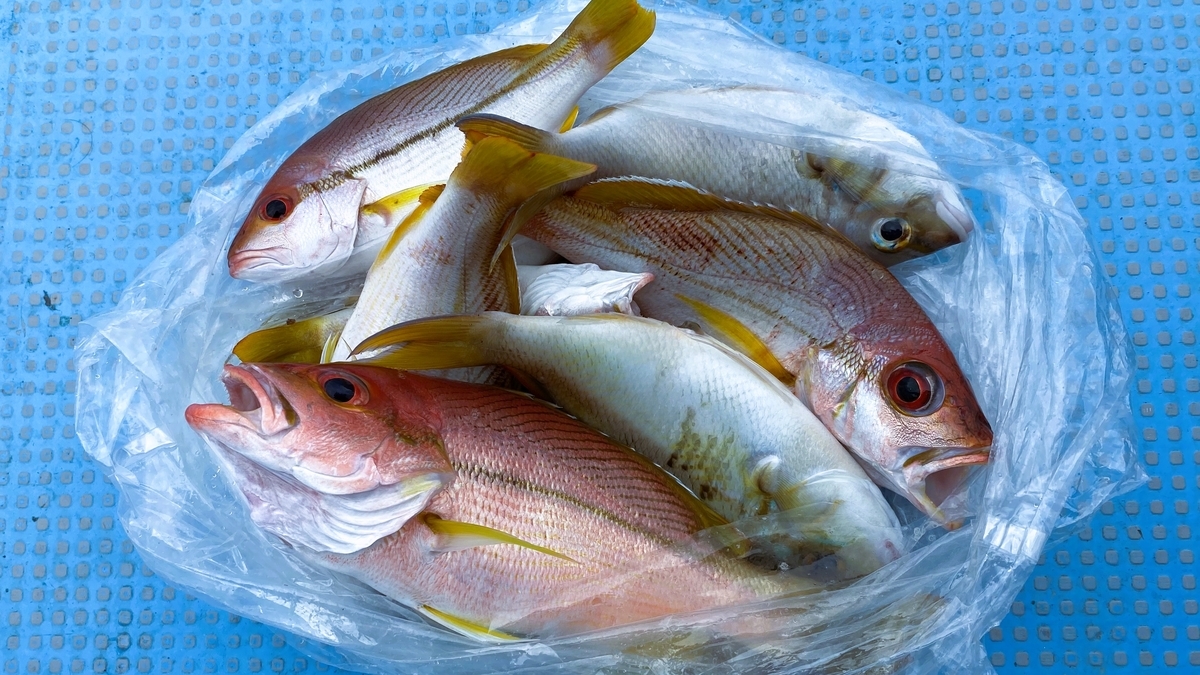 モコリーさんの海釣りツアーで釣った魚たち