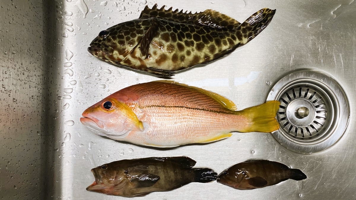 １０月のタイの魚をいただけます