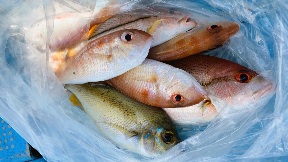 年末のタイ海釣り