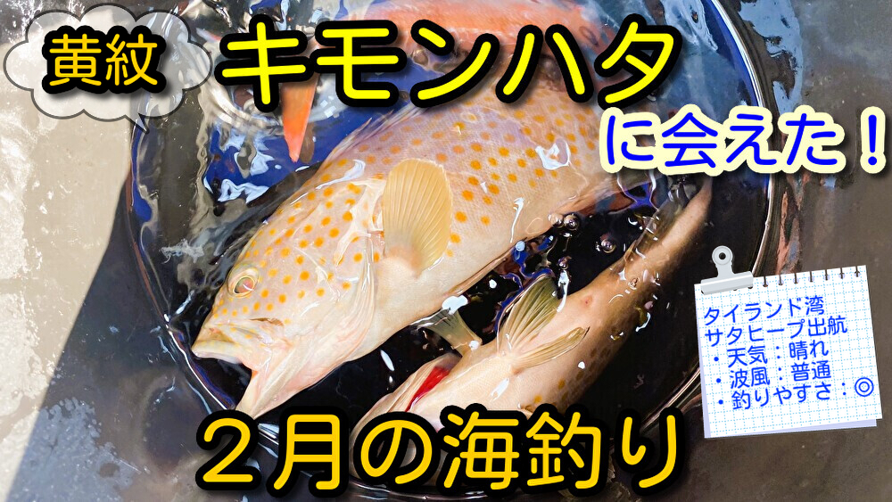 これが黄紋ハタ！釣れたお魚図鑑
