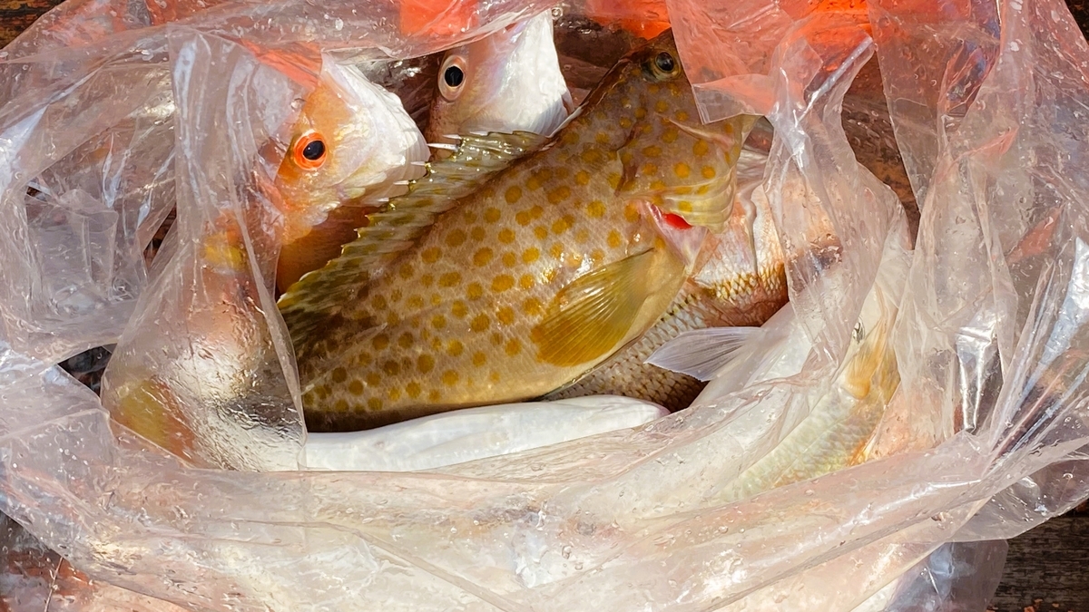 ２月のタイ海釣りは大漁