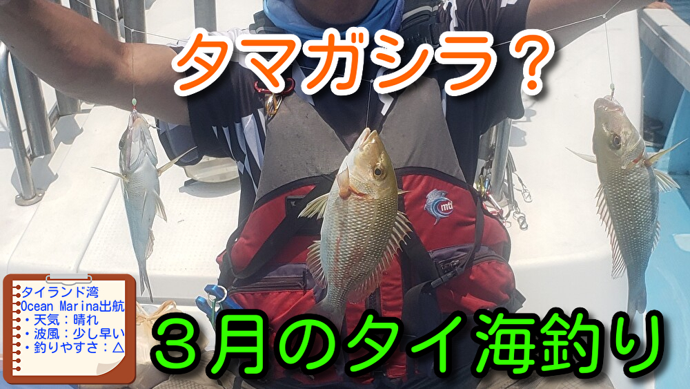 タマガシラ？　３月の魚図鑑