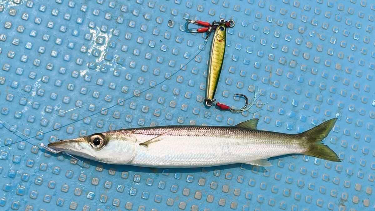 オオメカマス　（タイで釣れた魚図鑑）