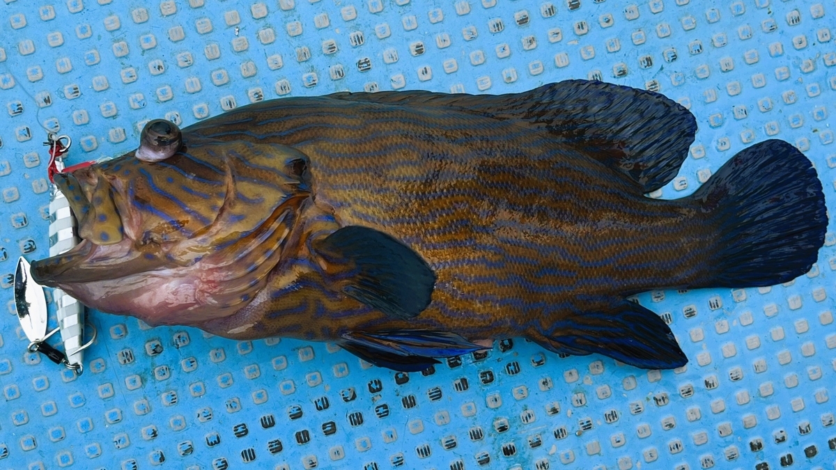 アオスジハタ　（タイで釣れた魚図鑑）