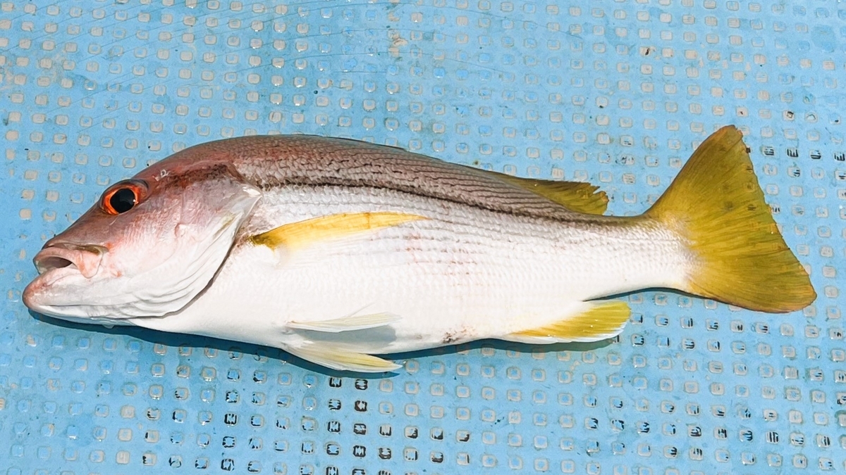 タテフエダイ　（タイで釣れた魚図鑑）