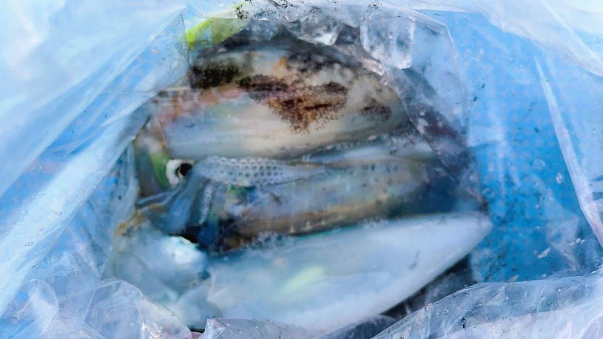 人生初のアオリイカは、タイで釣る