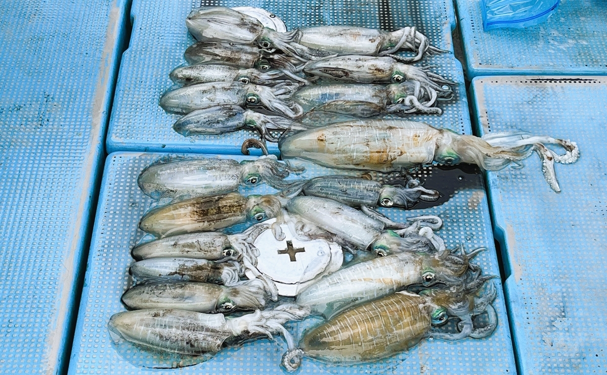 ８月のMokoleyさん海釣り、アオリイカの釣果