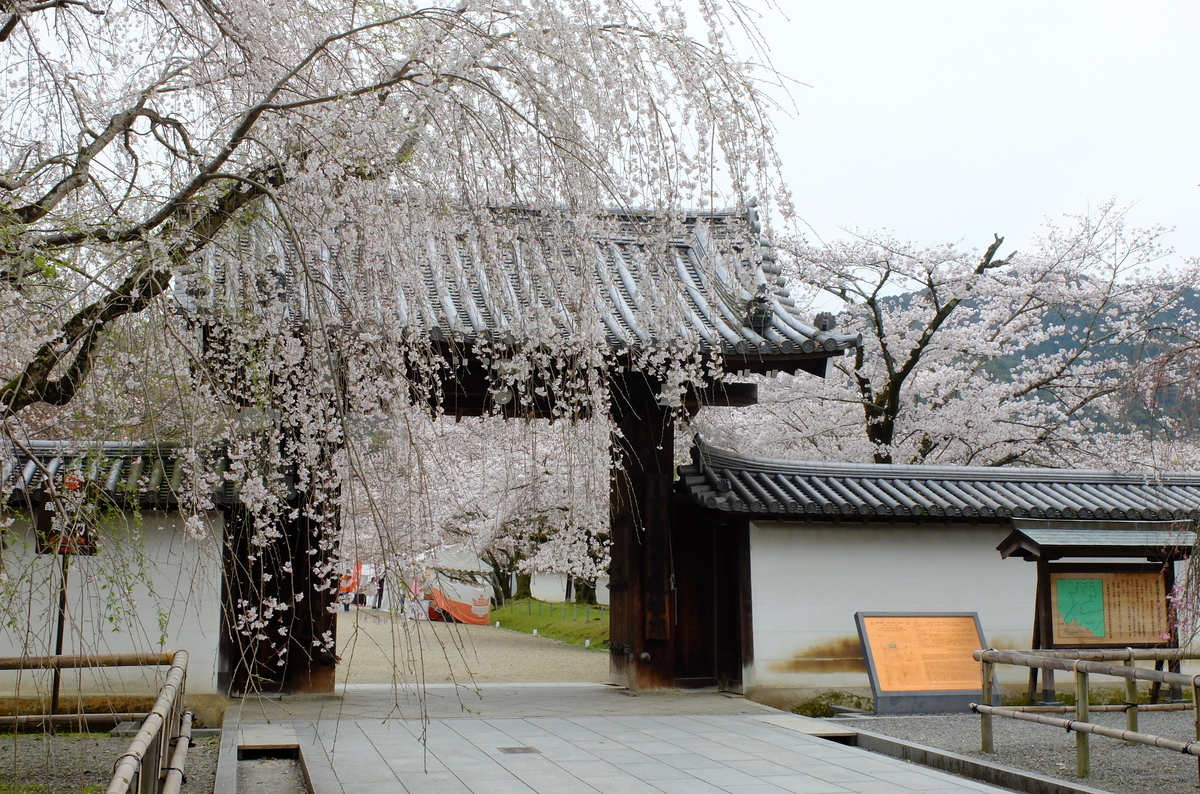 醍醐寺　桜