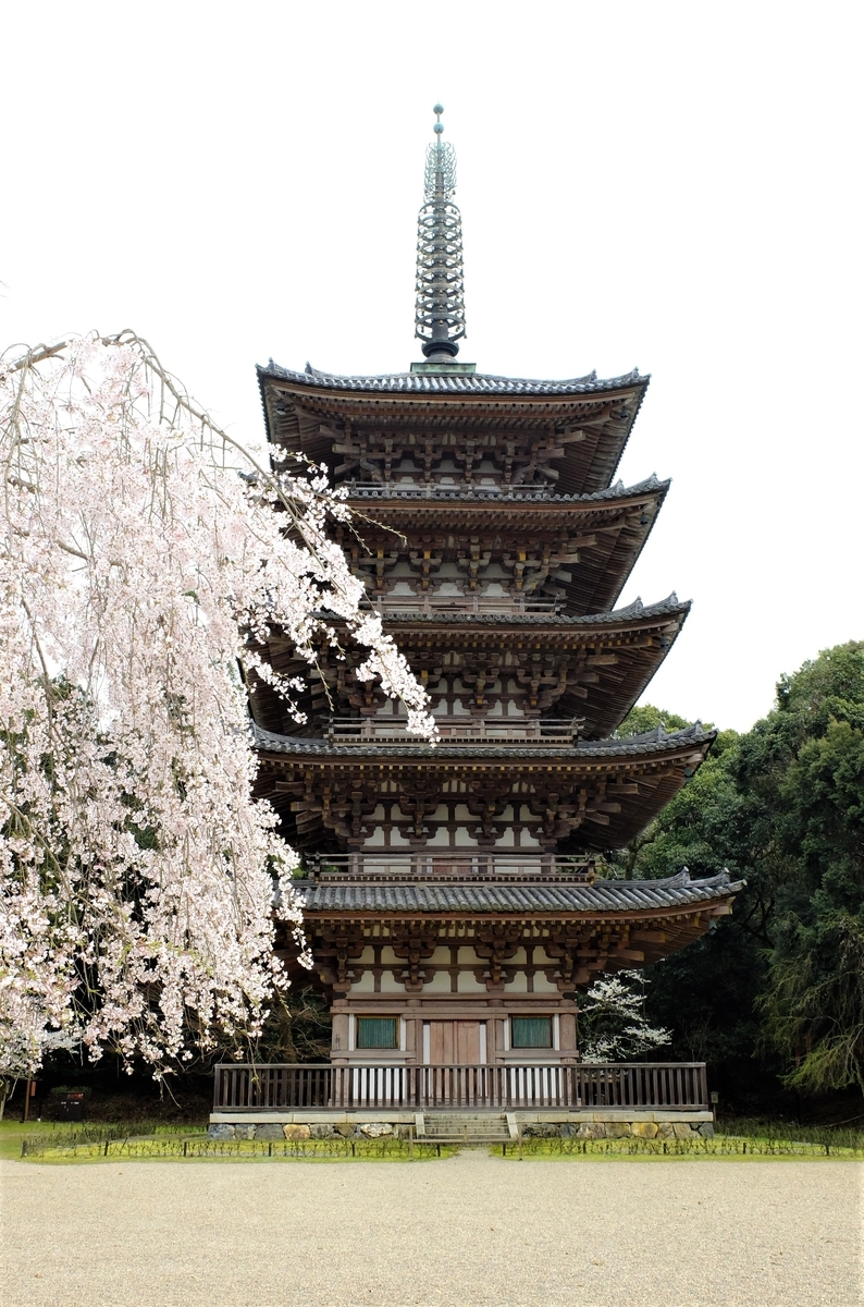 醍醐寺　桜　五重塔