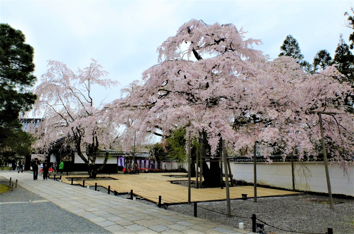 醍醐寺　三宝院　太閤しだれ桜