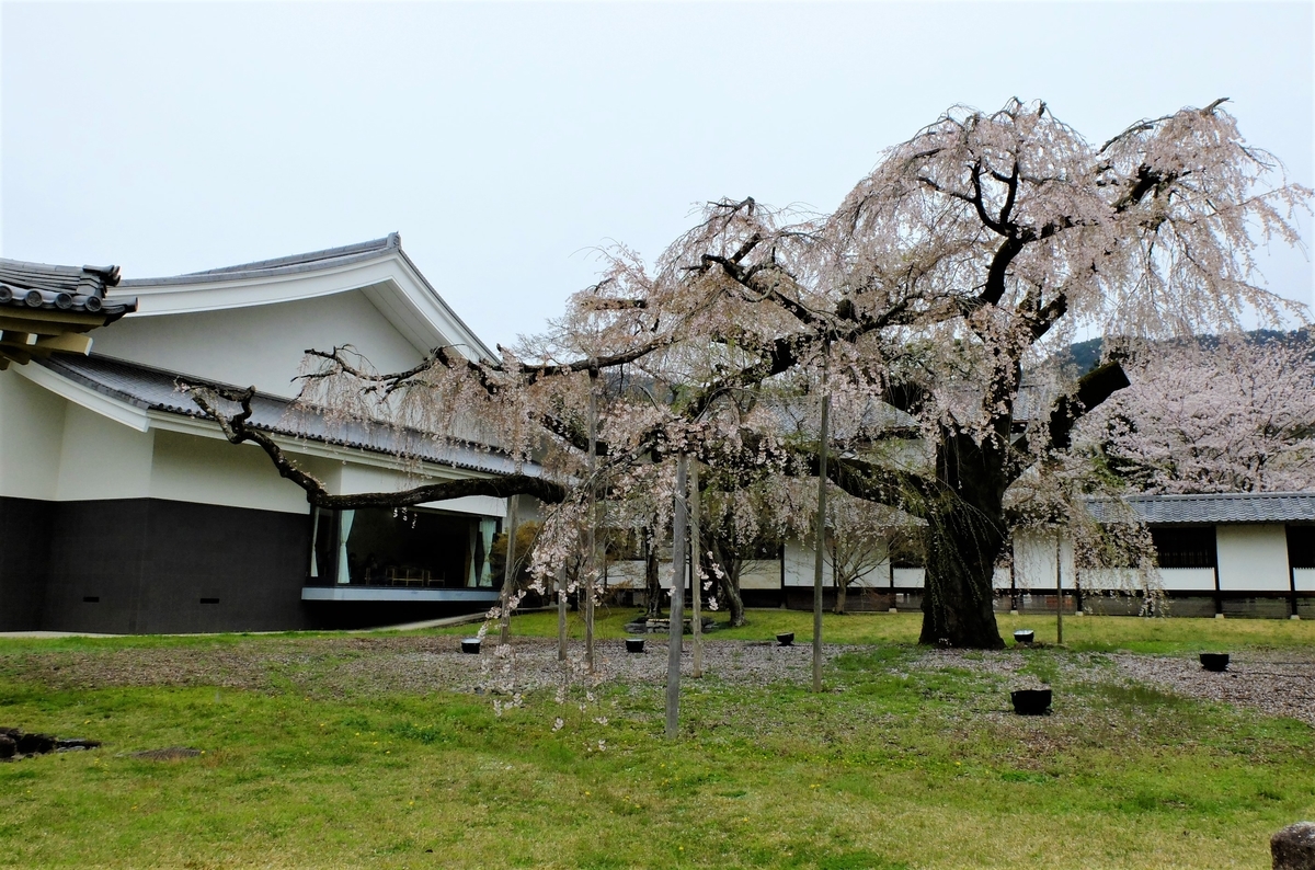 醍醐深雪桜