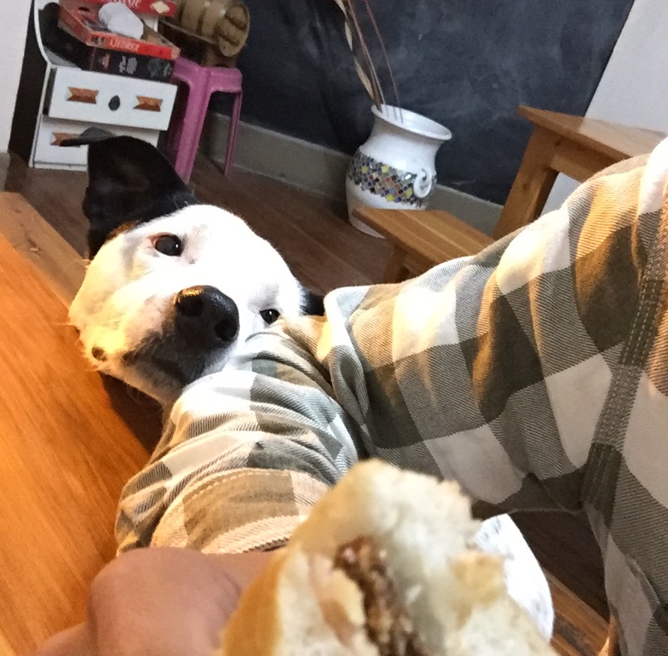 ホステルの犬