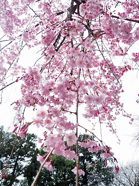 f:id:somarimin:20220403100151j:plain