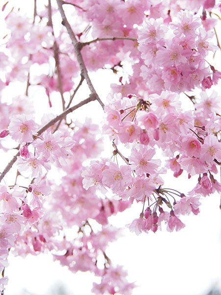 f:id:somarimin:20220403100211j:plain