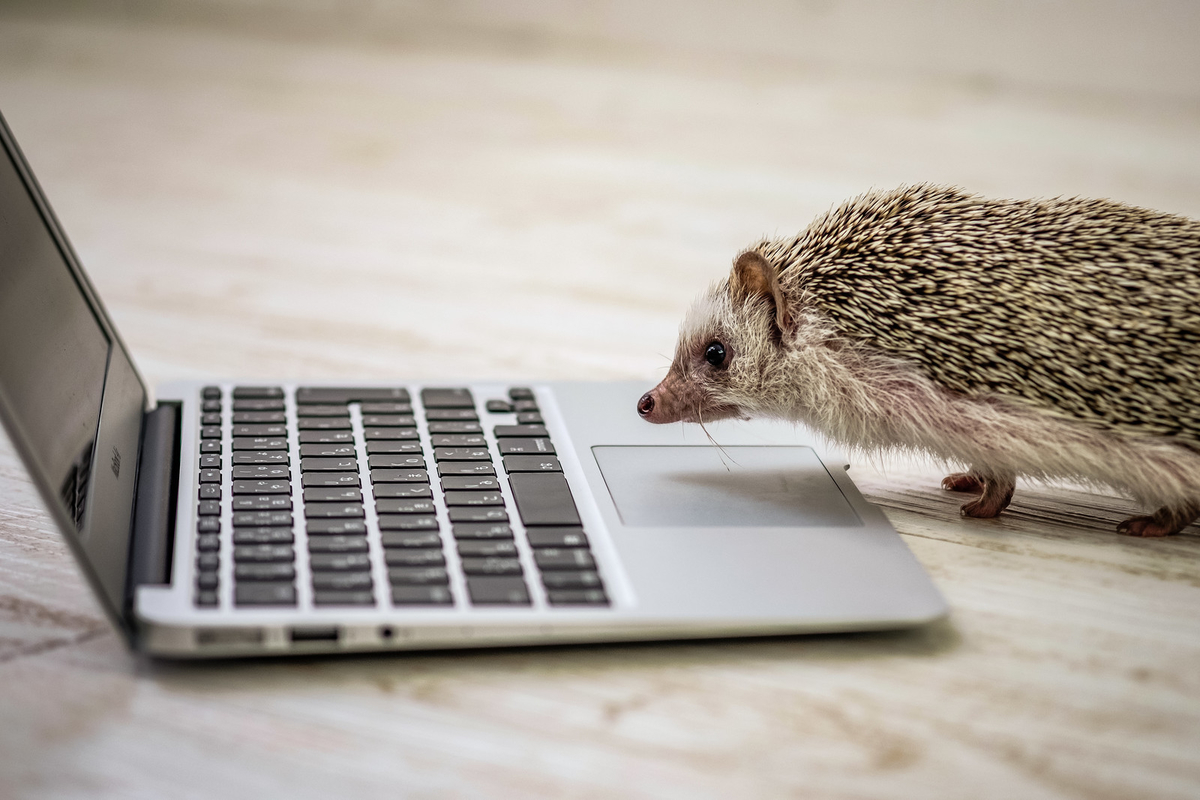 f:id:somegoro:20191221135013j:plain f:id:somegoro:20191221135013j:plain