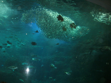 f:id:someguys:20080809211656j:image