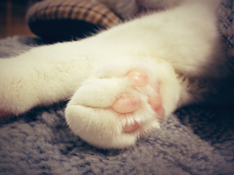 f:id:somei2012:20121231200745j:plain