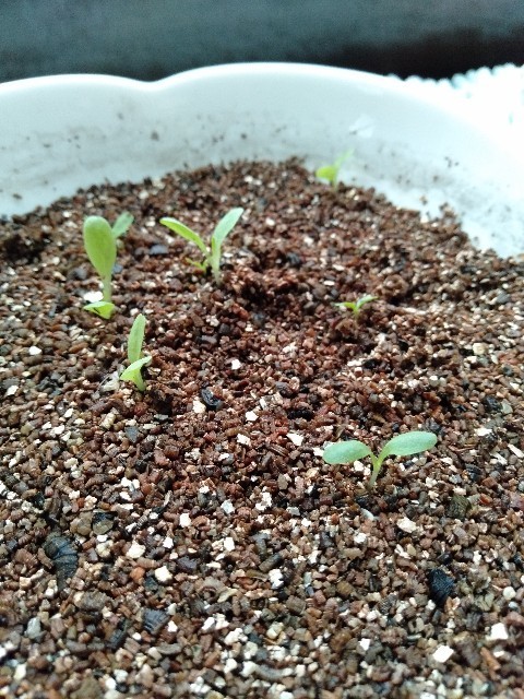 水耕栽培 100円ショップの種で発芽ガチャに挑戦 嫁を迎えるまで淡々と