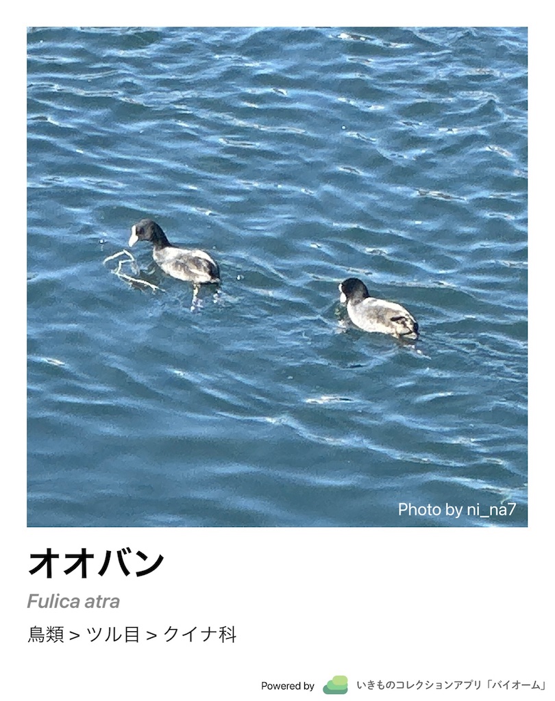 f:id:someko7:20221222221027j:image